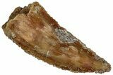 Serrated Raptor Tooth - Real Dinosaur Tooth #300927-1